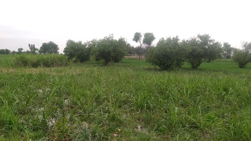 Agricultural Land for sale in Faisalabad 