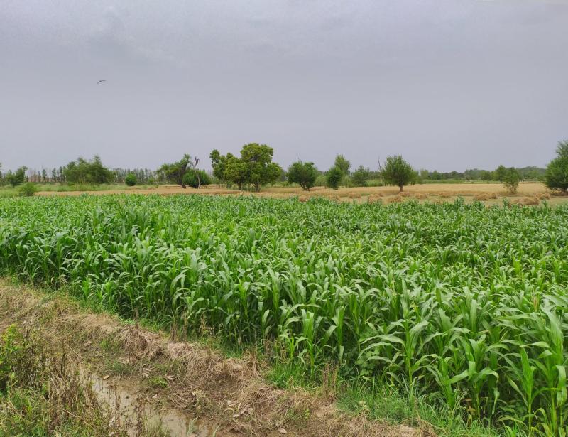 Ideal Agriculture Land for Sale at JaranwalaÂ    