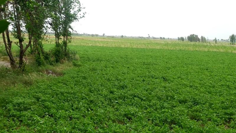 Agricultural Plot for Sale Near Samundri Road Bypass, Faisalabad