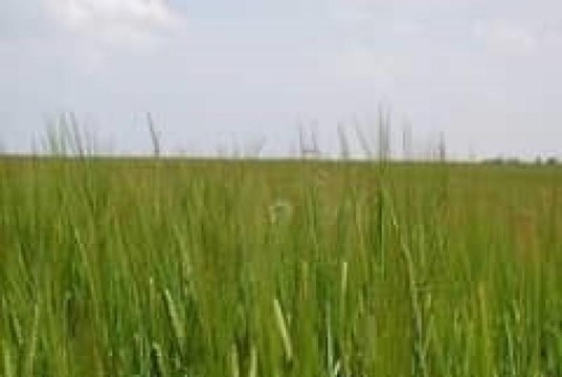 13 Muraba Agriculture Land for Sale at Jalalpur Pirwala