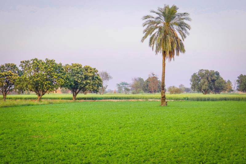 Agricultural land is now available for sale in Faisalabad