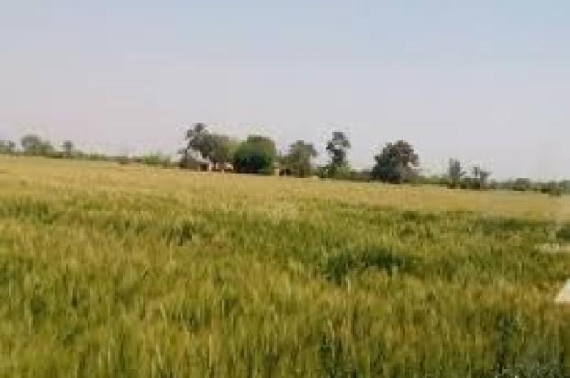 14  Muraba Agriculture Land for Sale 