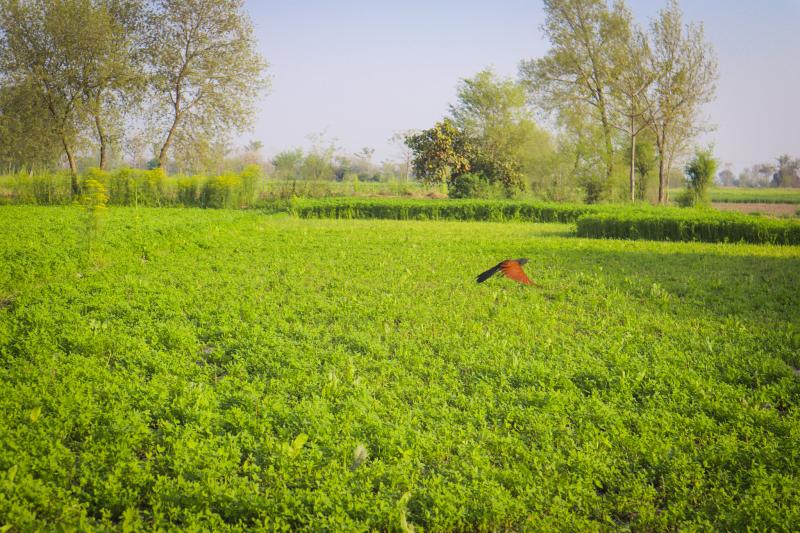 Agricultural land for sale Madina Sugar Mill at Chiniot, Faisalabad