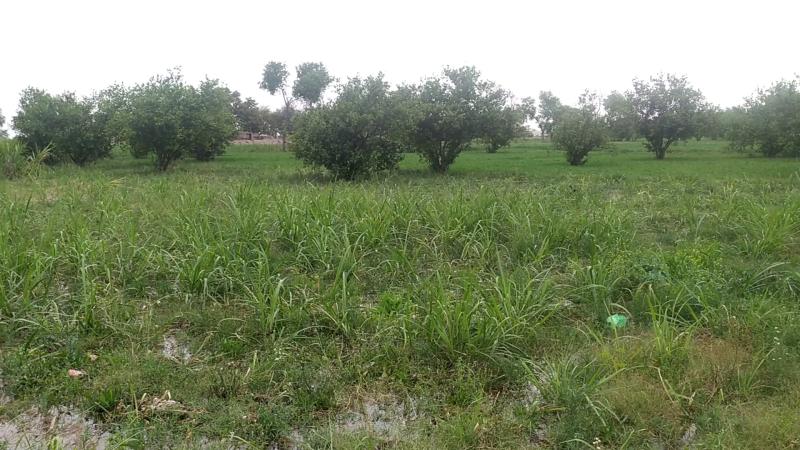 Land For Sale on Lahore-Sheikhupura Road, Shahkot Faisalabad