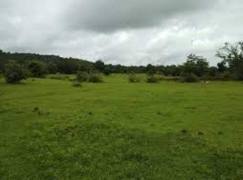 35 Muraba Agriculture Land for Sale at C Pack Jalalpur Pirwala 