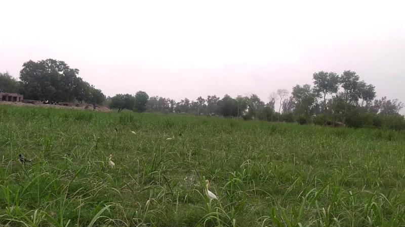 Ideal Agriculture Land with Farmhouse for Sale in Faisalabad 